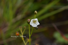Drosera peltata